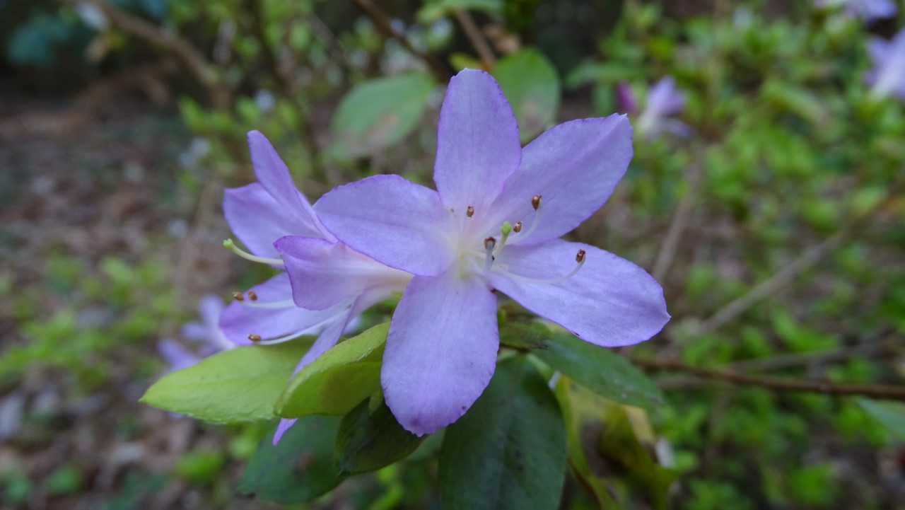 'Omoine' Wilson No 25